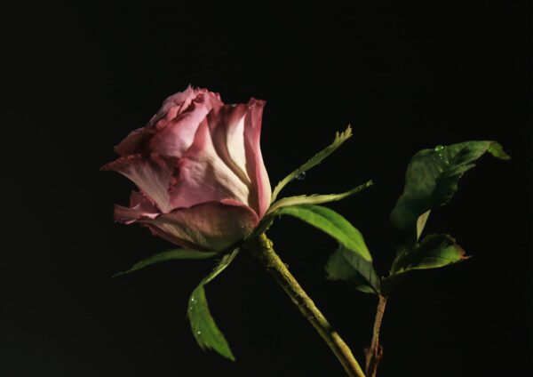 Rose Calyx Botanically Correct Veiners Set Of 2 By Robert Haynes ...