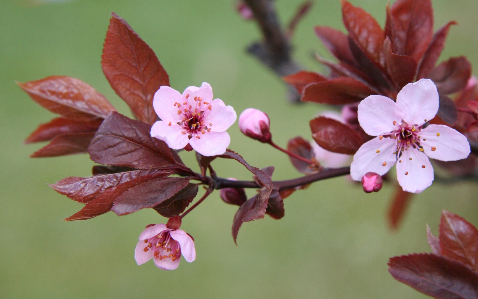 cheltenham-spar-uk-2-day-sugar-flower-masterclass-cherry-blossom