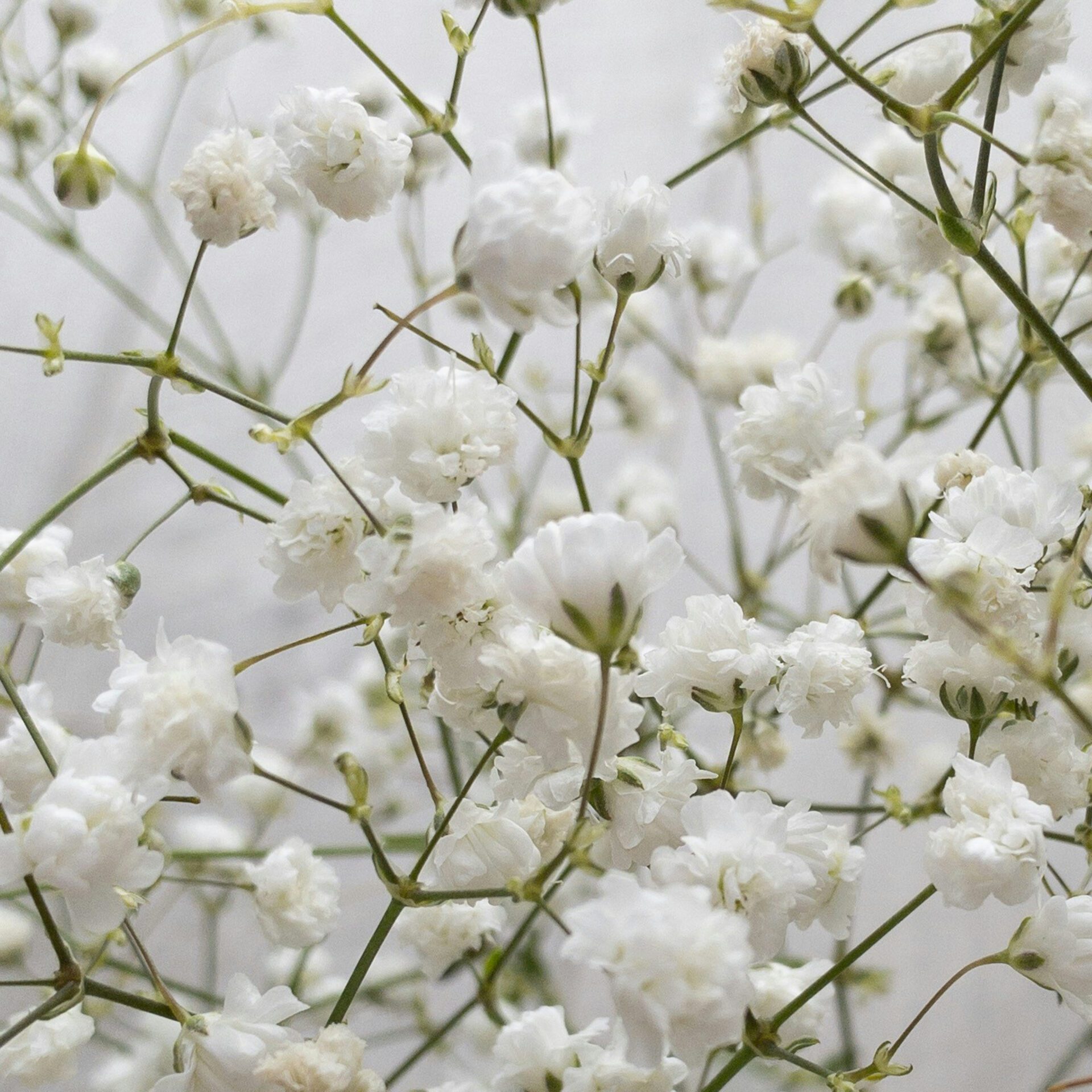 tanya-chanova-aGUchWKVBmk-unsplash