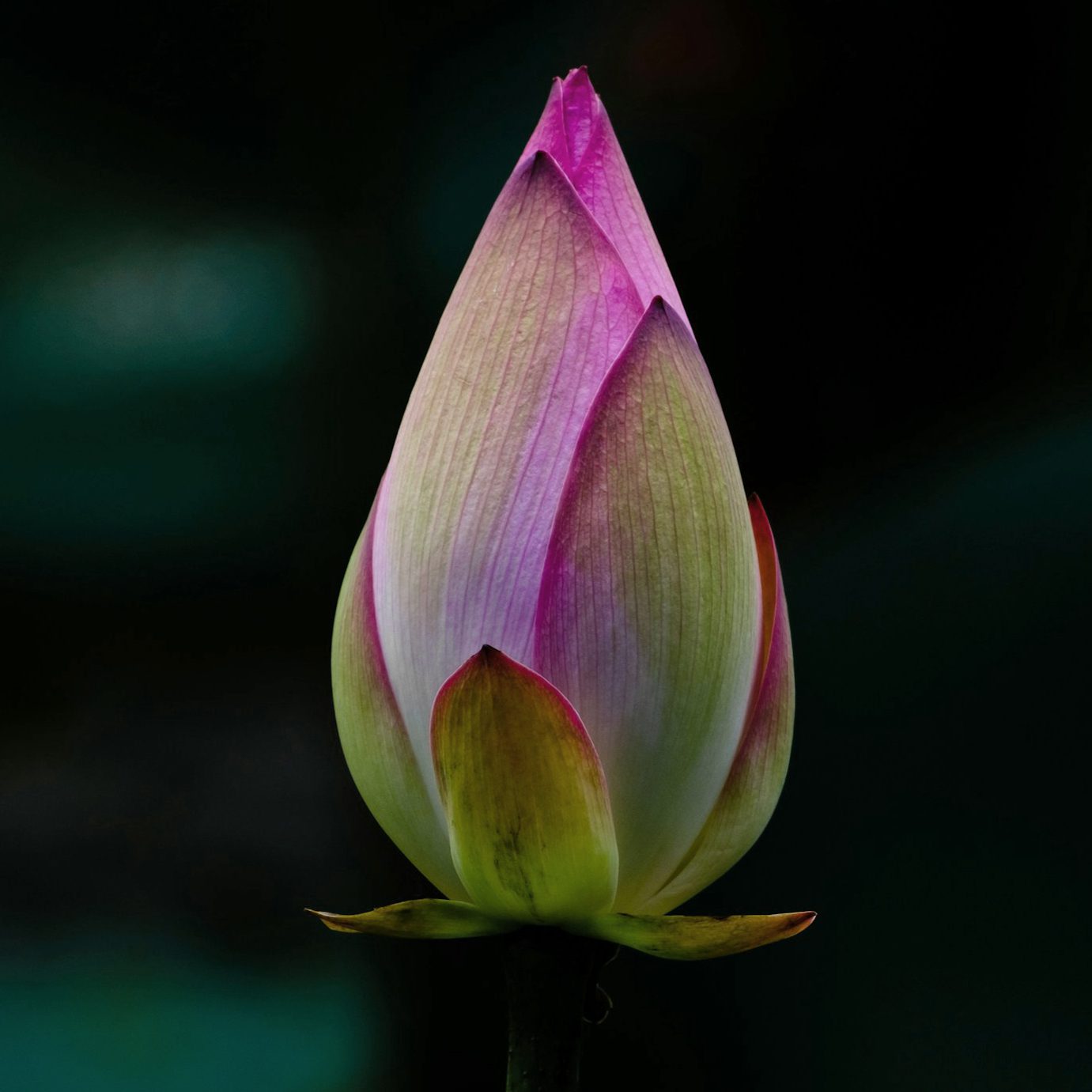bobbi-wu-y40GWpwIFSY-unsplash