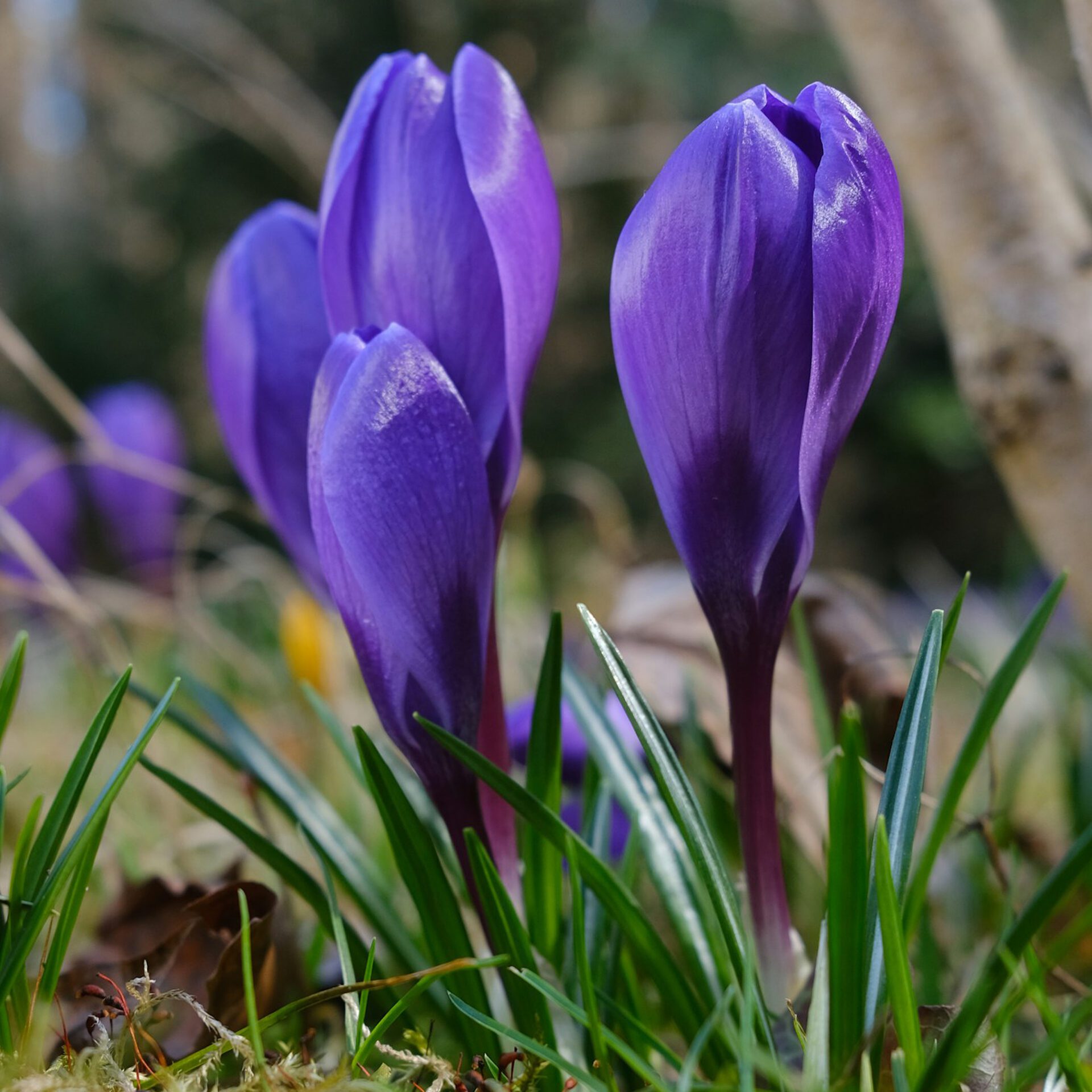 Spring Flower Collection