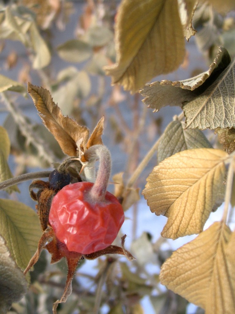 4264164237_46cb2e33f2_b