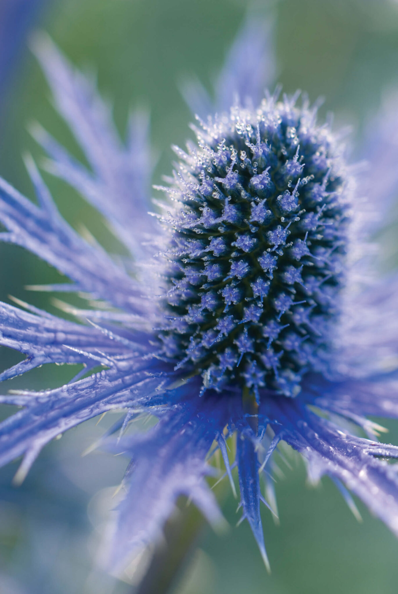 Sea Holly (Eryngium) Small Botanically Correct Veiner By Robert Haynes ...