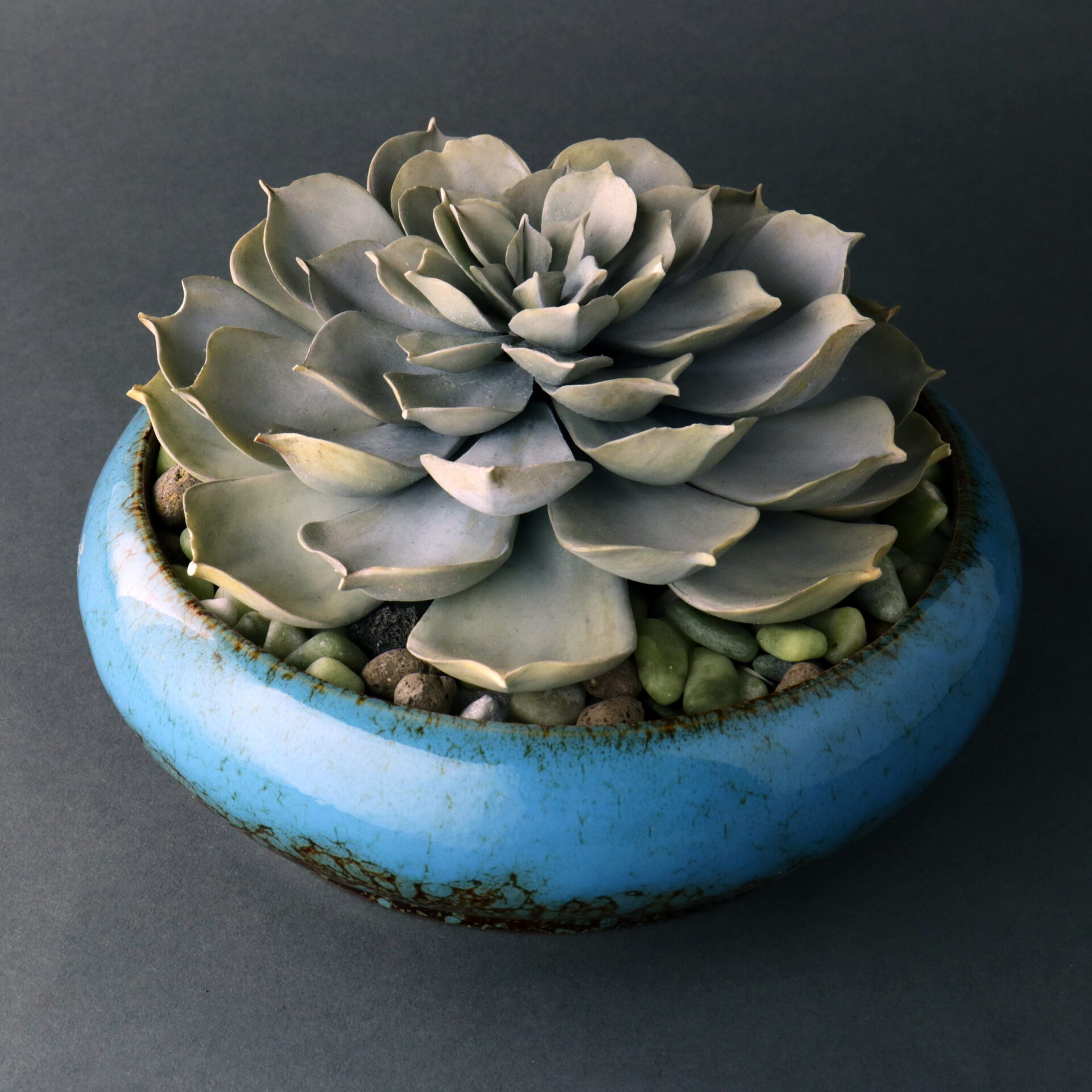 Succulent Collection