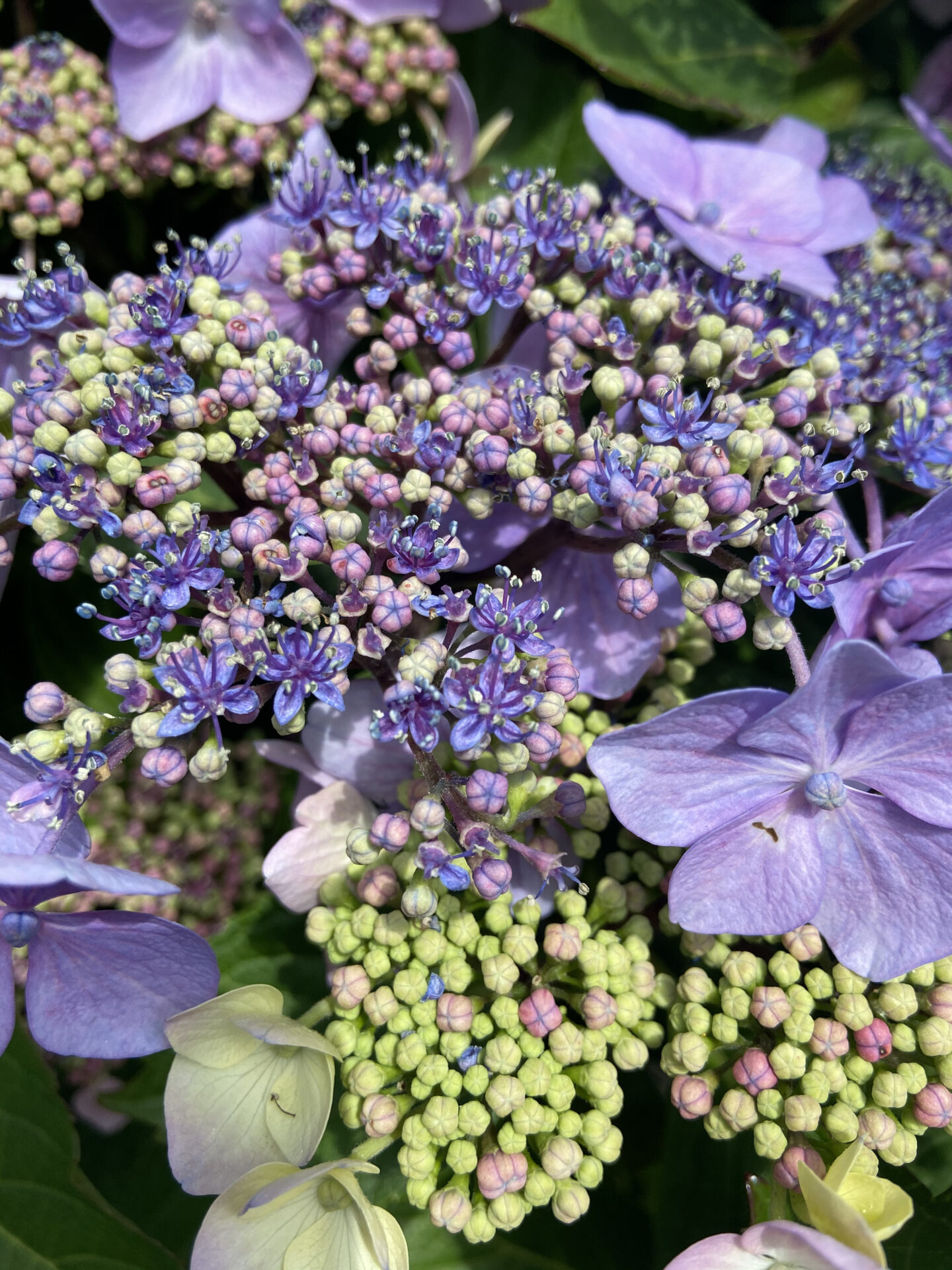 Hydrangea Mini Flower Centre Veiner Botanically Products By Robert ...