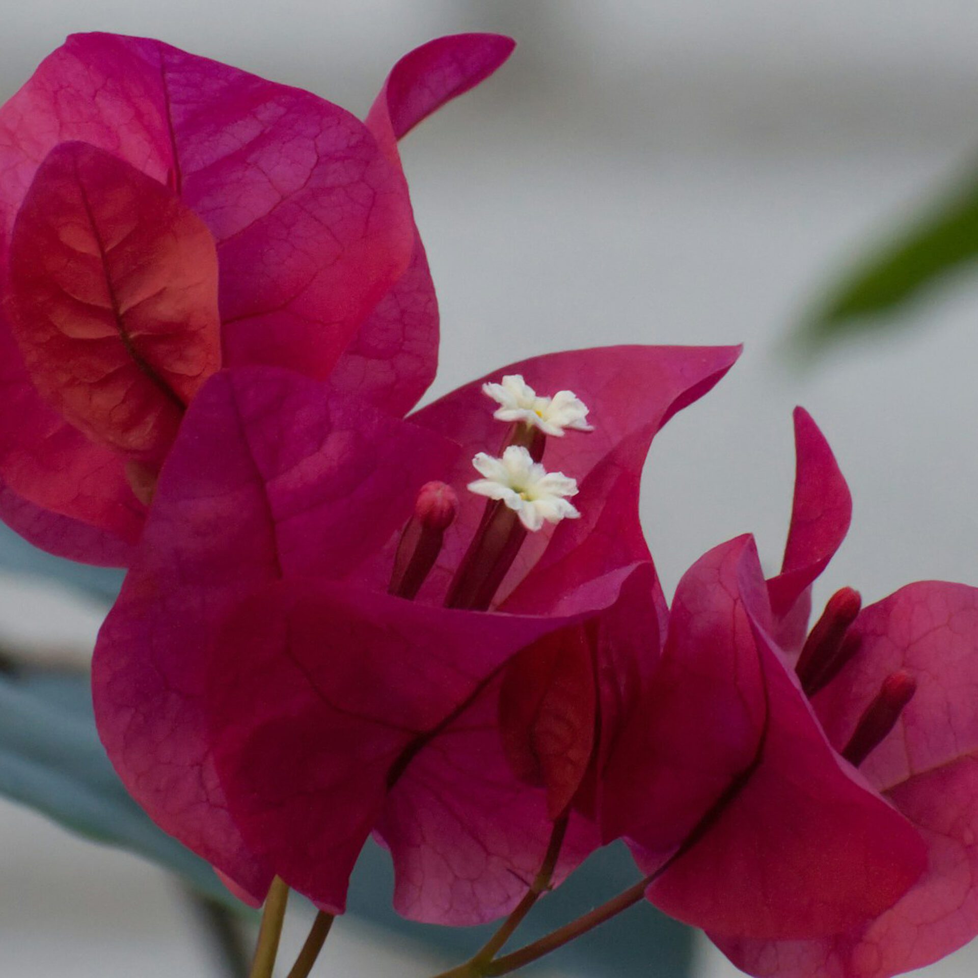kevaughn-bennett-0eCbjtrHMu8-unsplash