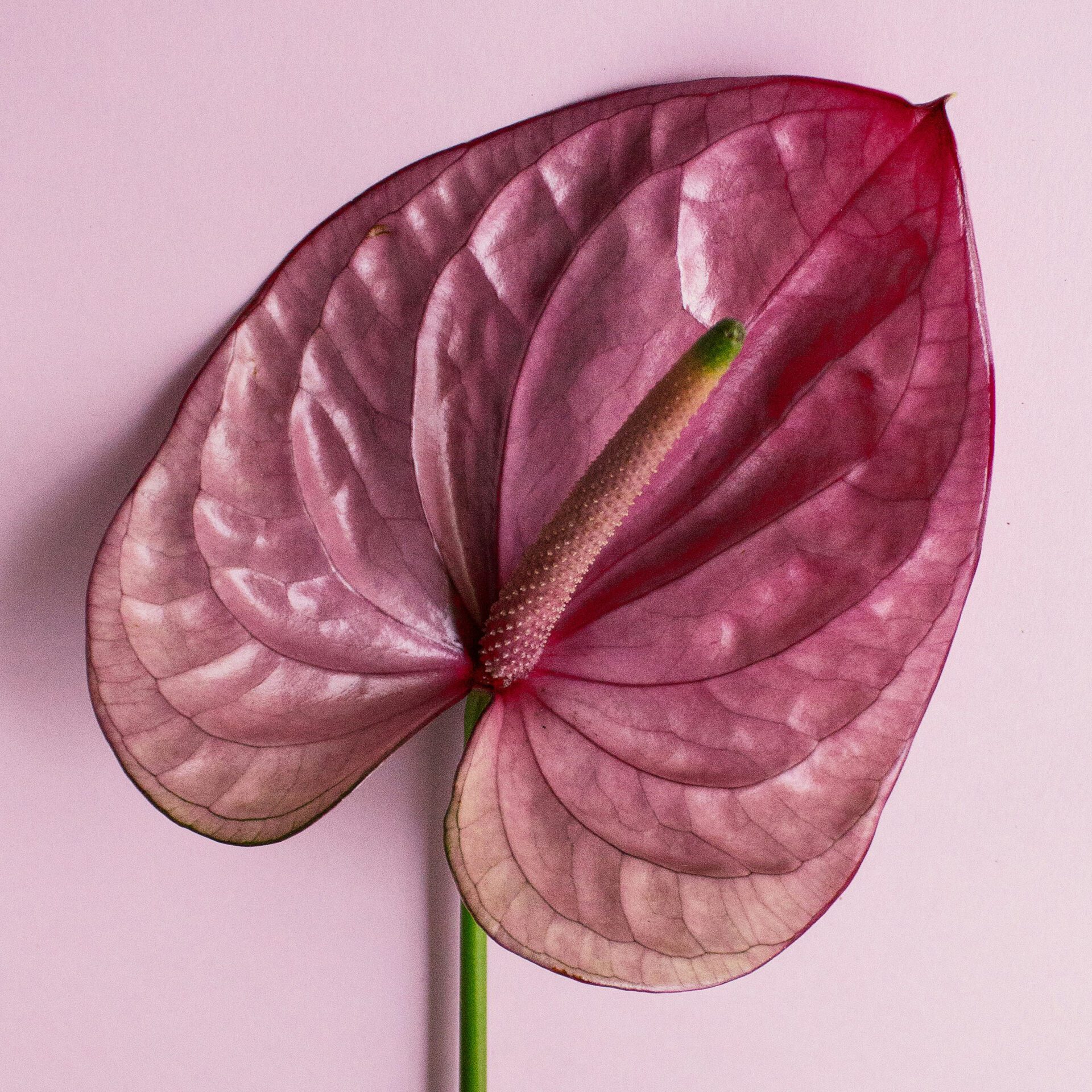 kristina-skoreva-8oqDgFe4RvQ-unsplash