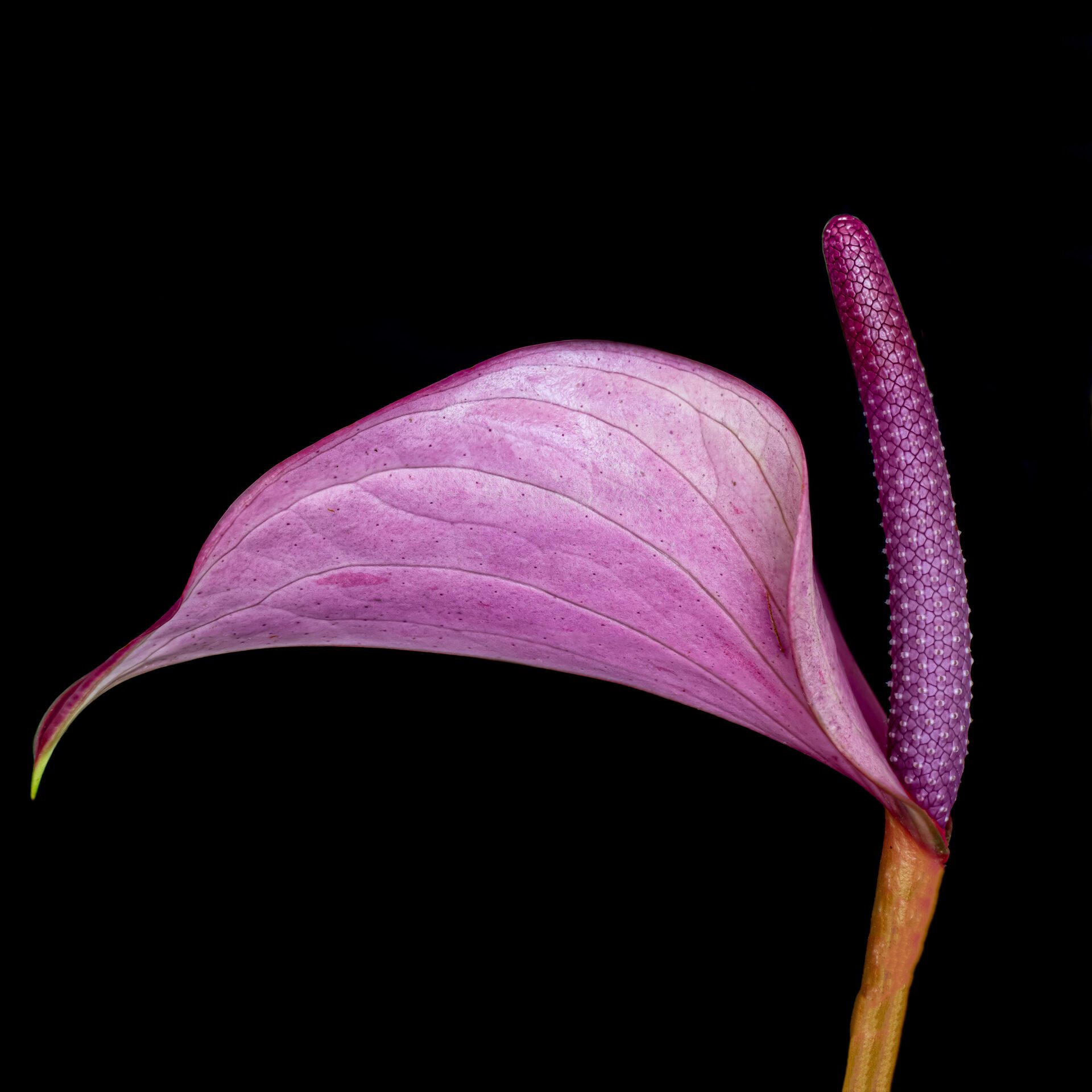 Anthurium Collection