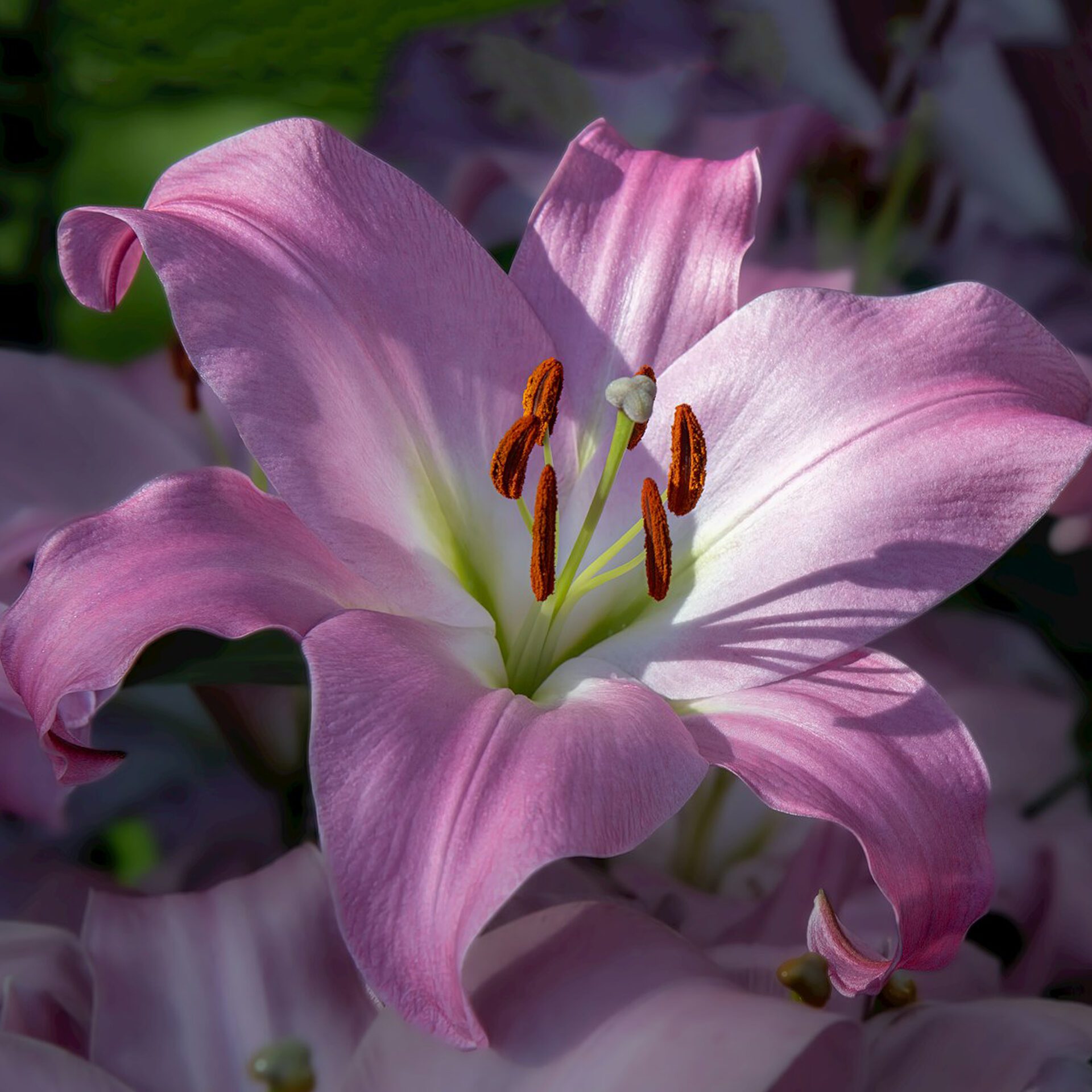 Lily Collection
