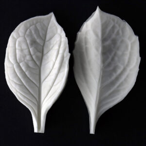 Hydrangea Extra Small Leaf Botanically Correct Veiner By Robert Haynes