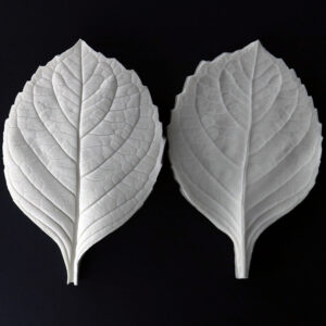 Hydrangea Large Leaf Botanically Correct Veiner By Robert Haynes