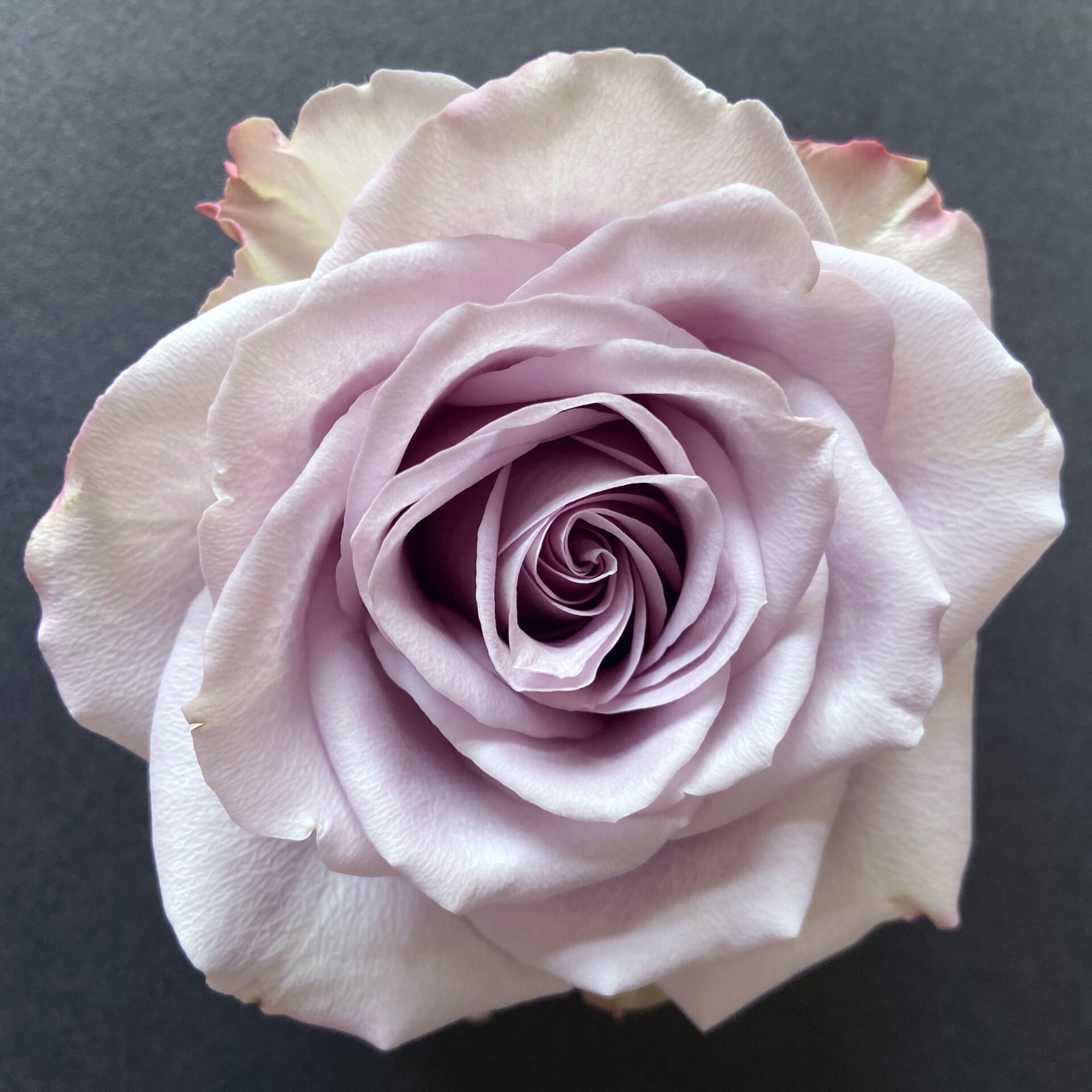 Rose Collection