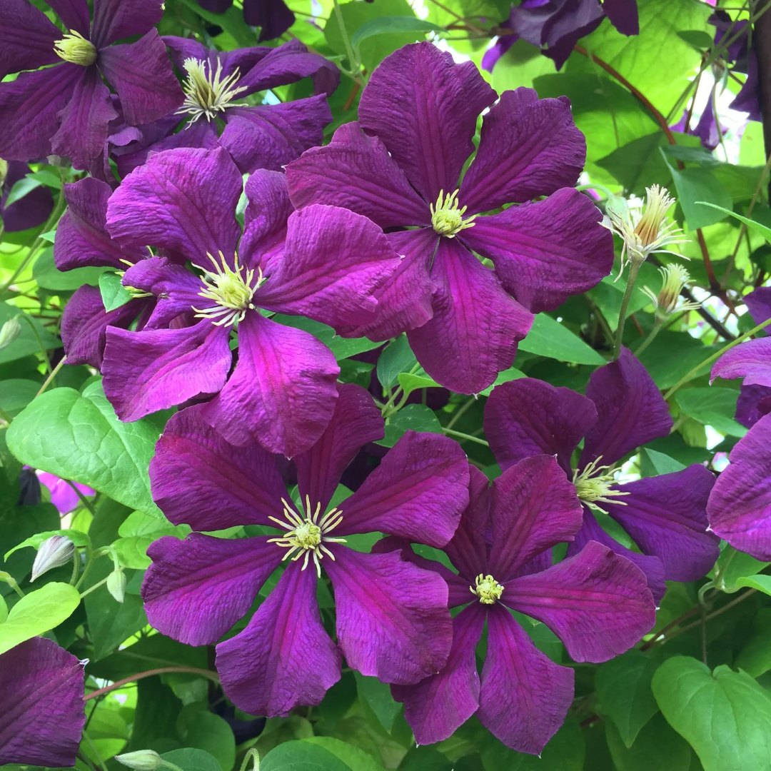 Clematis Collection