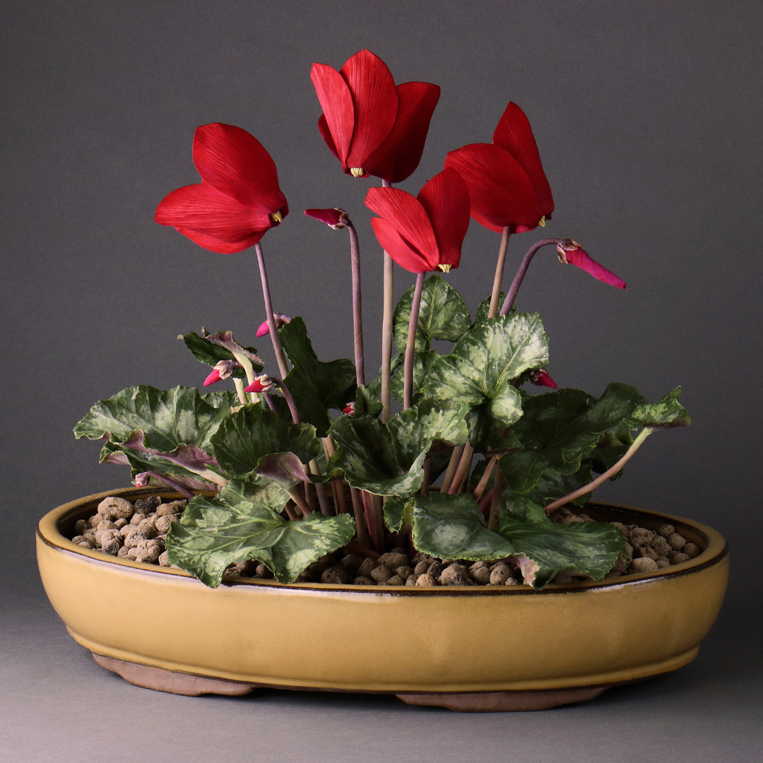 Cyclamen Collection