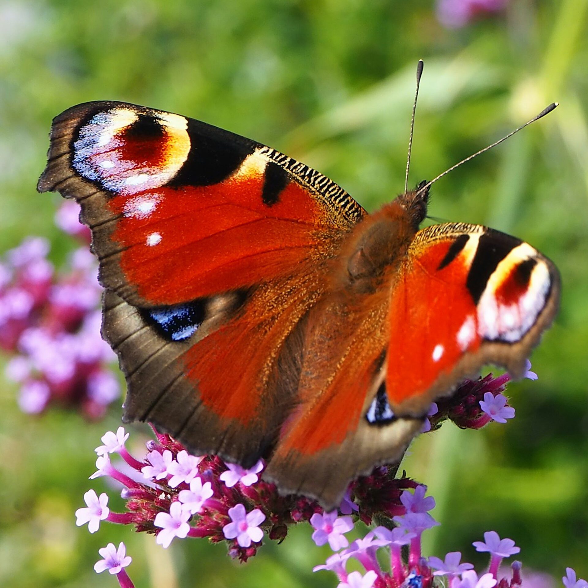 Butterfly Collection