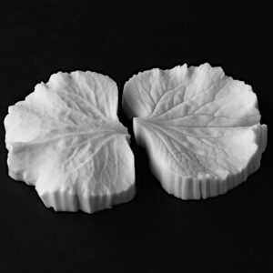 Hydrangea (Macrophylla Emerald) Large Petal Botanically Correct Veiner By Robert Haynes