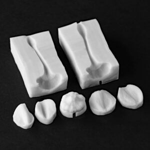 Narcissus Minnow Miniature Daffodil Small Petals & Flower Throat Set Botanically Correct Veiners By Robert Haynes