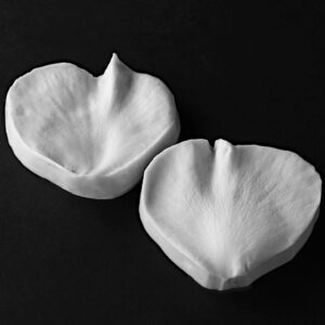 Rose (Abraham Darby - David Austin) Extra Large Petal Veiner Botanically Correct Products By Robert Haynes