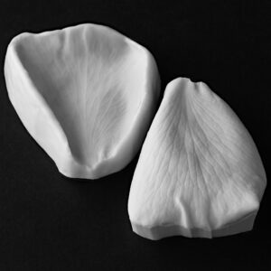 Rose (Abraham Darby - David Austin) Large Petal Veiner Botanically Correct Products By Robert Haynes