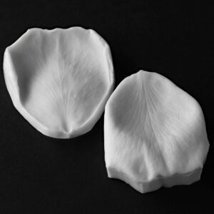 Rose (Abraham Darby - David Austin) Medium Petal Veiner Botanically Correct Products By Robert Haynes