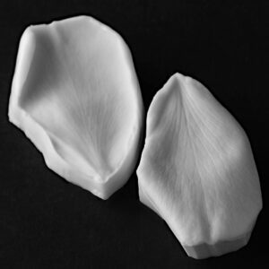 Rose (Abraham Darby - David Austin) Small Petal Veiner Botanically Correct Products By Robert Haynes