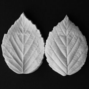 Blackberry Botanically Correct Small Leaf Veiner By Robert Haynes