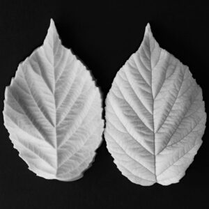 Blackberry Botanically Correct Medium Leaf Veiner By Robert Haynes