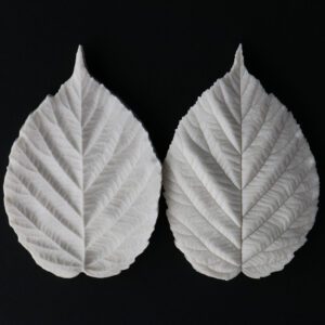 Blackberry Botanically Correct Large Leaf Veiner By Robert Haynes