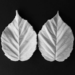 Blackberry Botanically Correct Extra Large Leaf Veiner By Robert Haynes