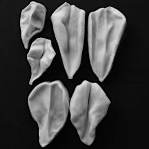 Rose (Abraham Darby - David Austin) Inner Set Of 3 Petal Veiners Botanically Correct Products By Robert Haynes