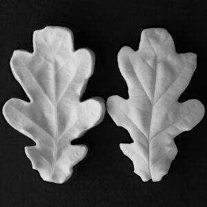 Oak Large Leaf Veiner Botanically Correct Products By Robert Haynes