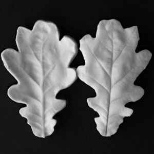 Oak Extra Large Leaf Veiner Botanically Correct Products By Robert Haynes