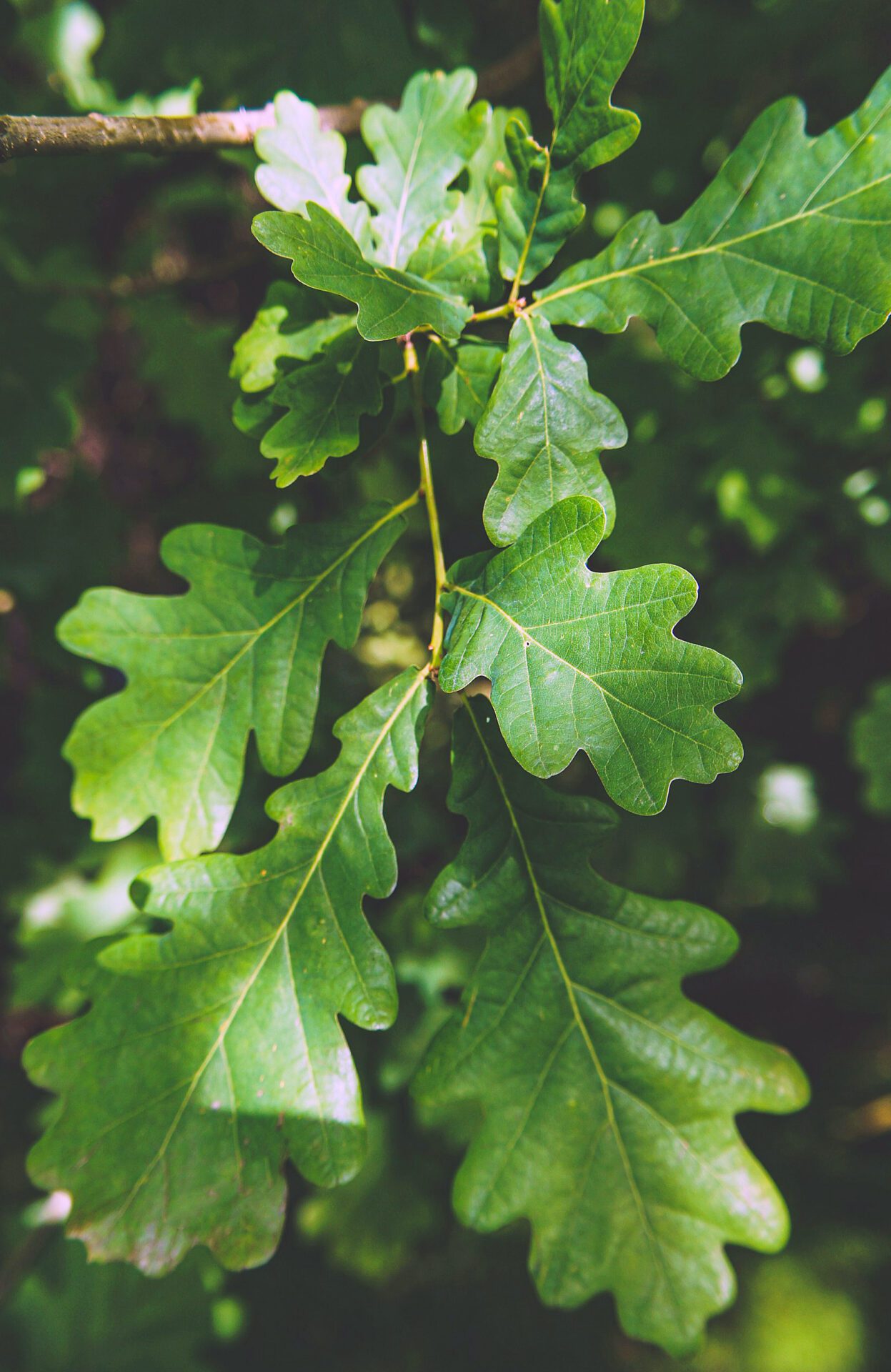 alksndra-bjIeFsqbjQ4-unsplash