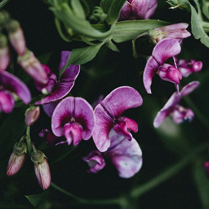 annie-spratt-wKu_ZBf-IMI-unsplash