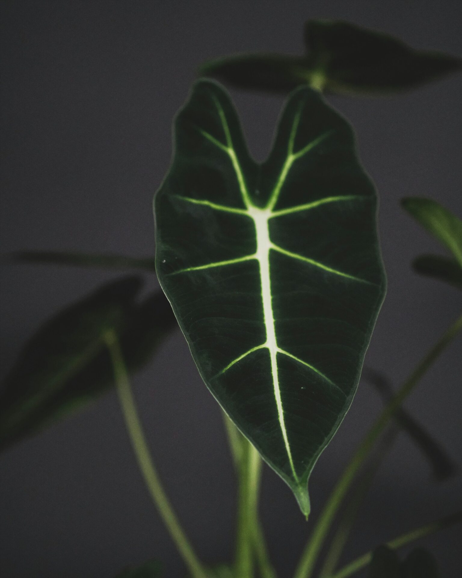 feey-WHiswpNrJU8-unsplash