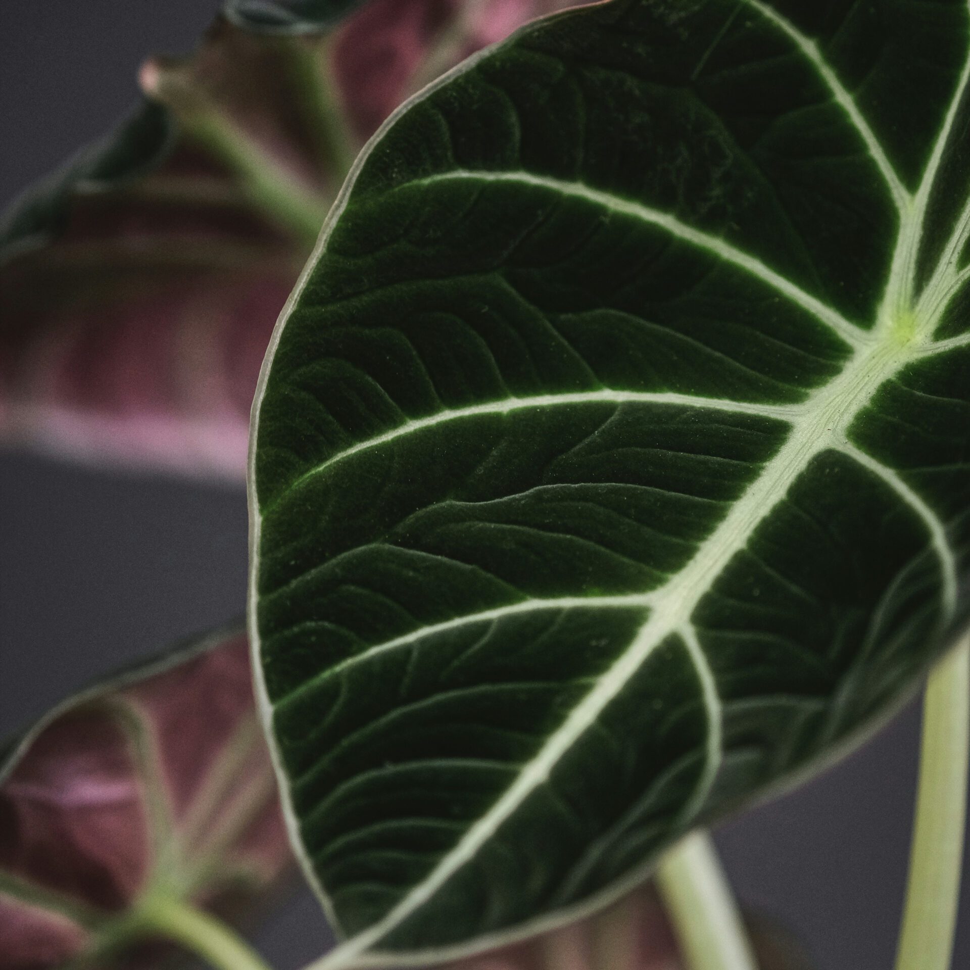 Foliage Collection
