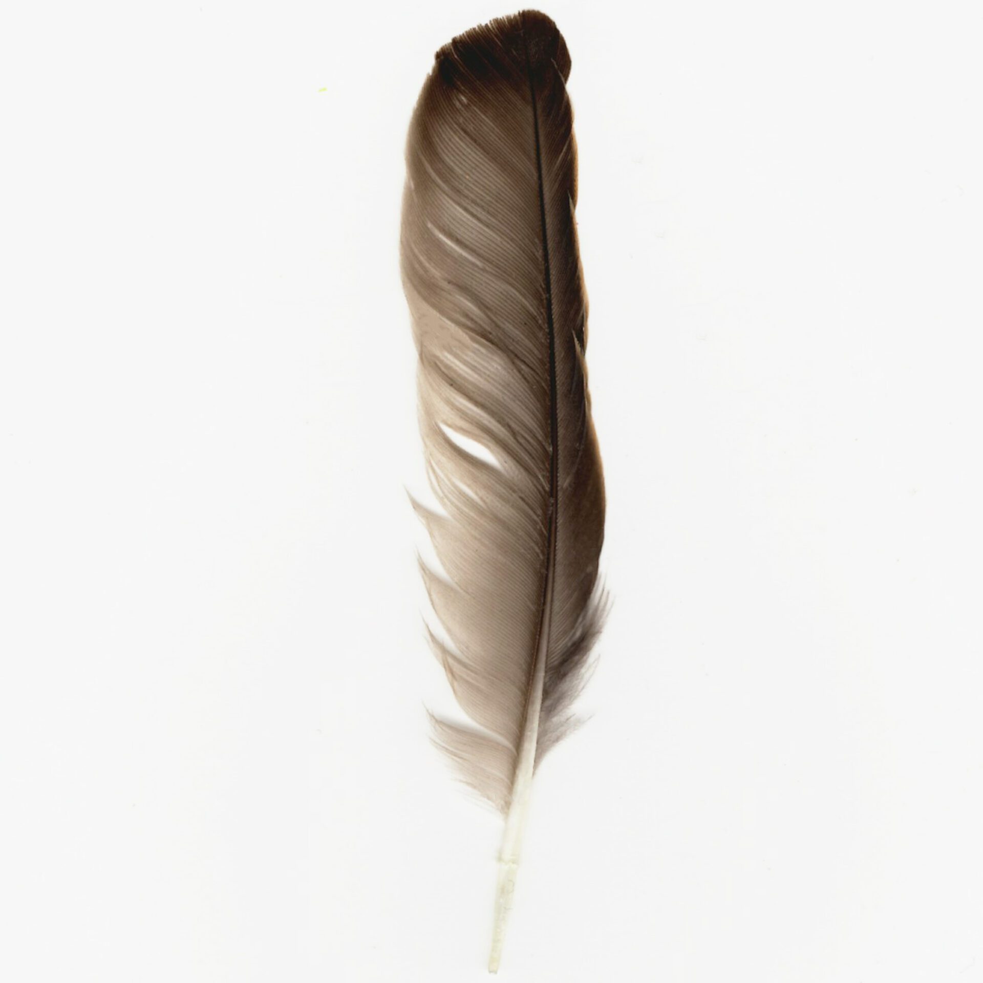 linus-belanger-QgZvGuMoMV0-unsplash