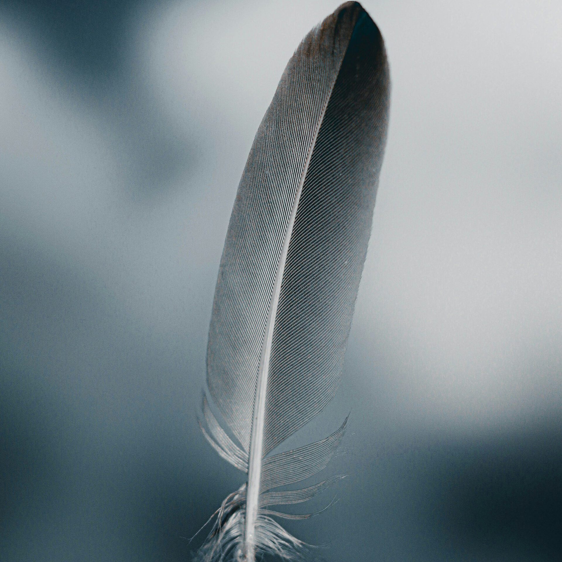 Feather Collection