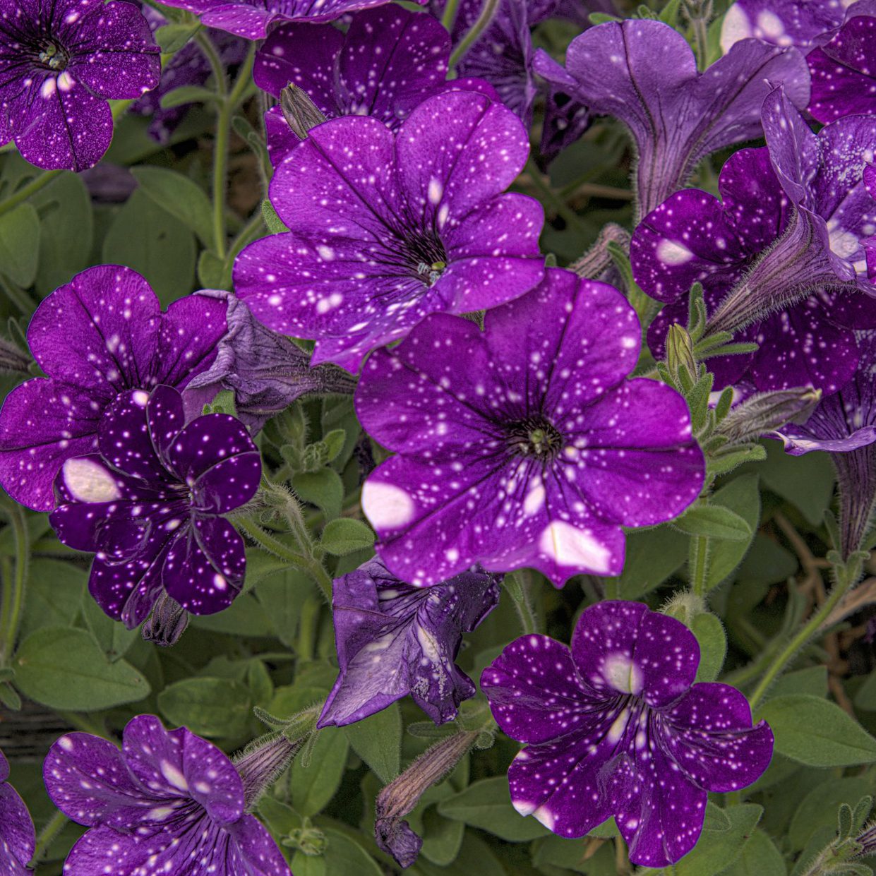 Petunia Collection