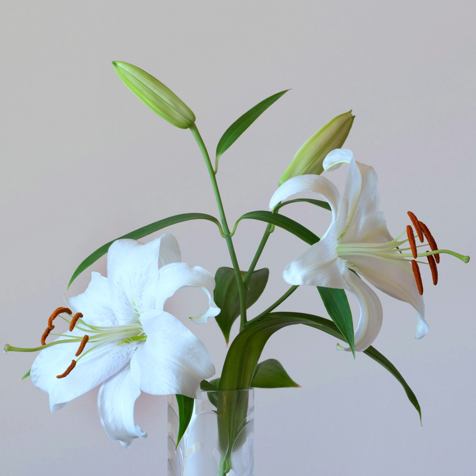 earl-wilcox-hGz1cJrhk9M-unsplash