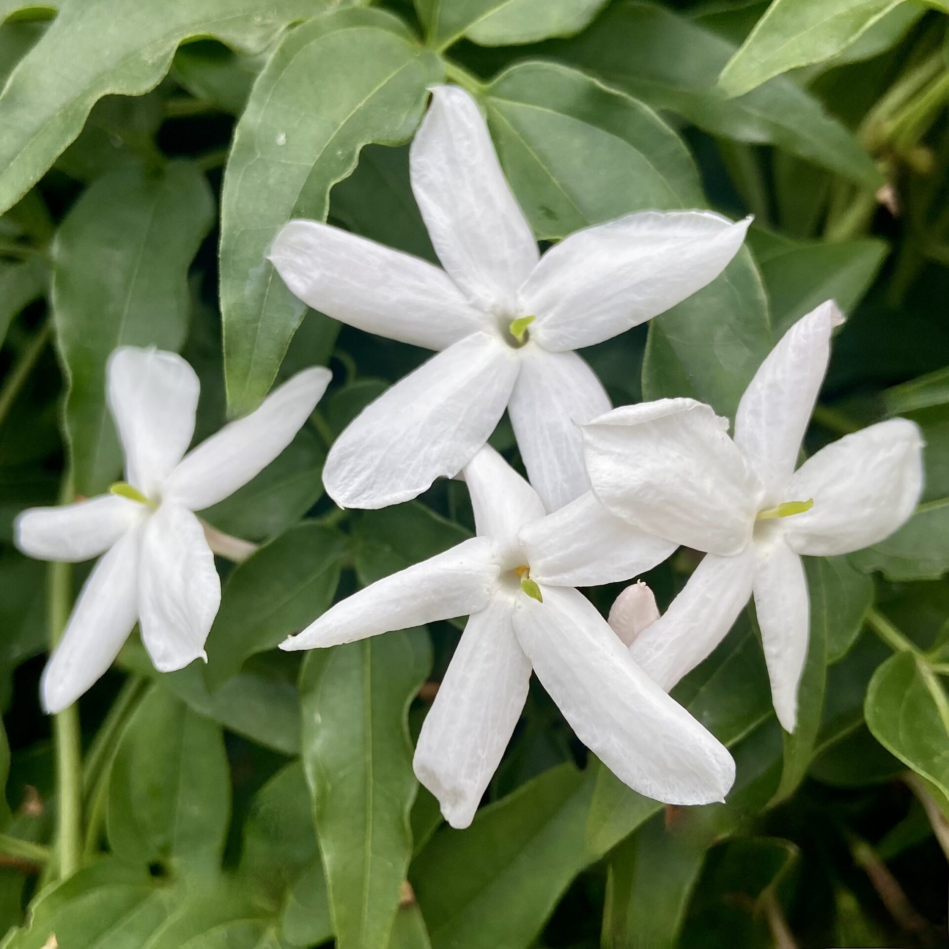 Jasmine Collection