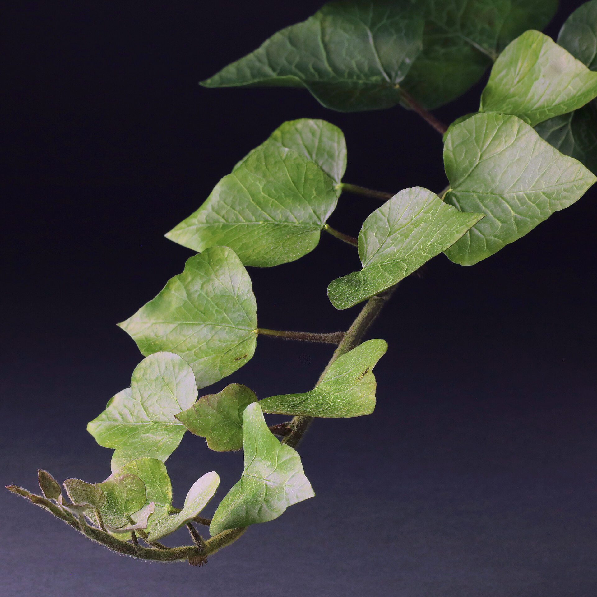 Ivy Collection