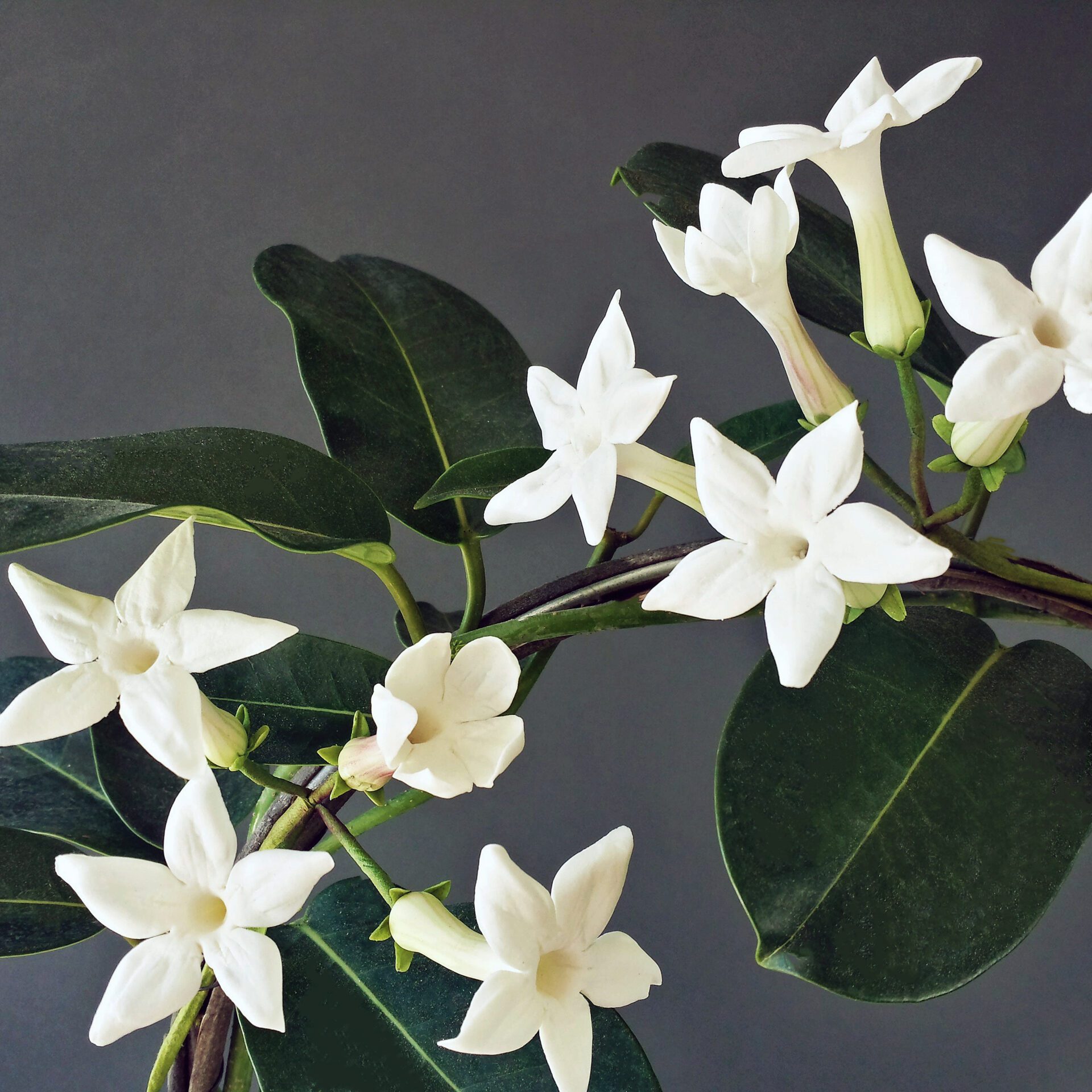 Stephanotis Collection
