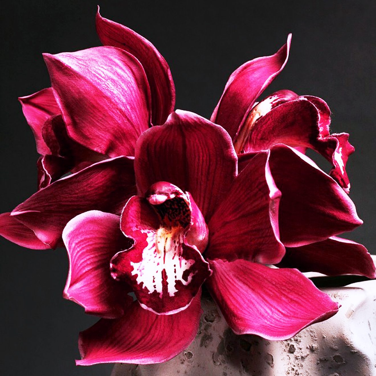 Orchid Collection