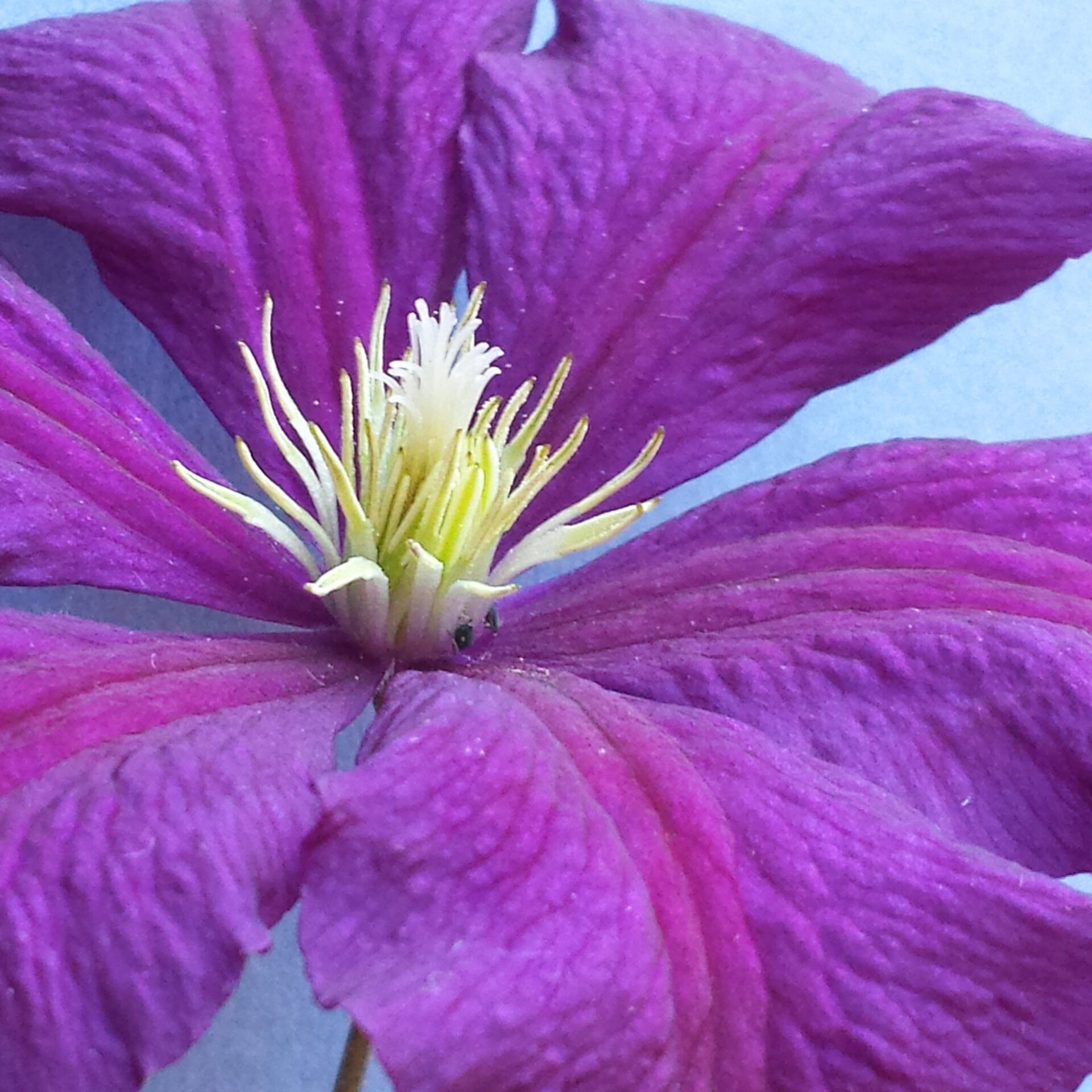 Clematis Collection