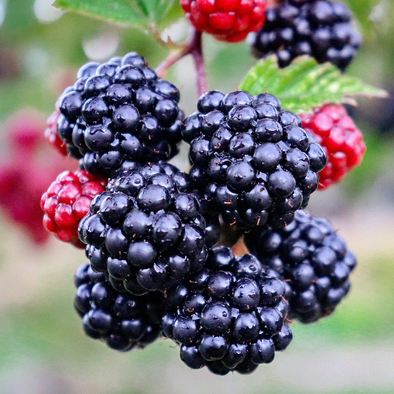 Berry Collection