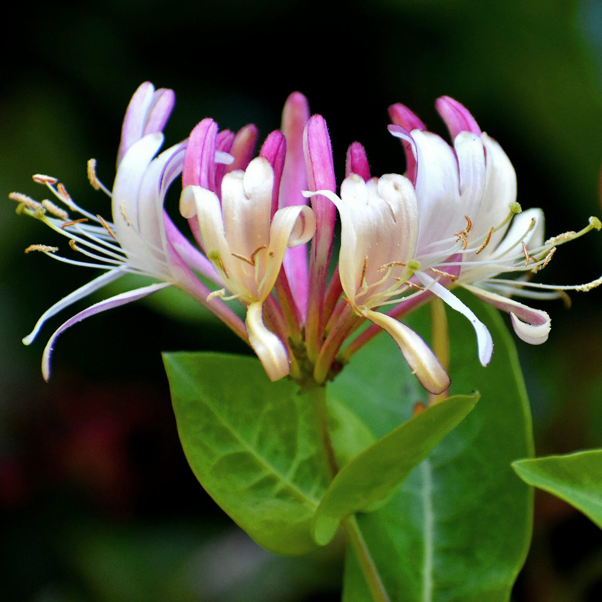 Honeysuckle Collection