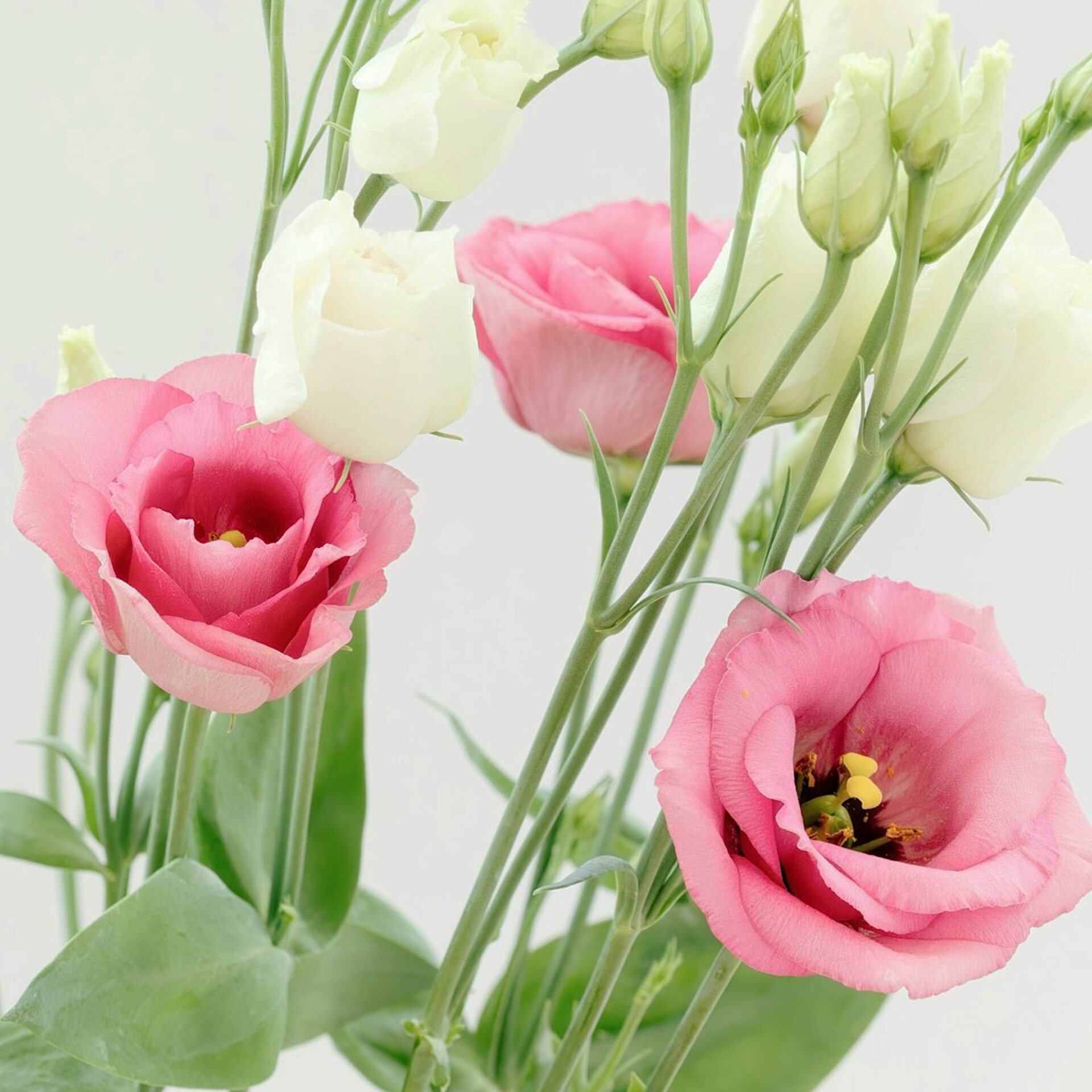 Lisianthus Collection