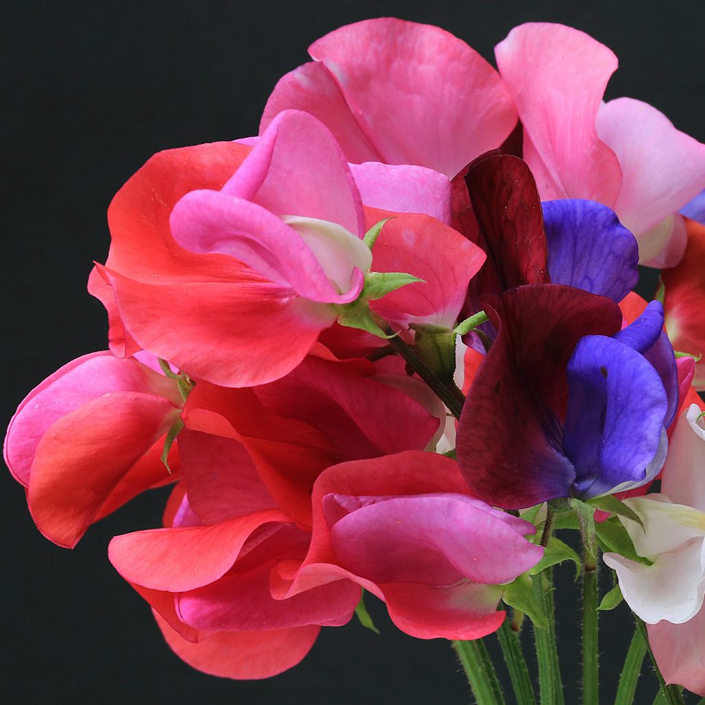 Sweet Pea Collection