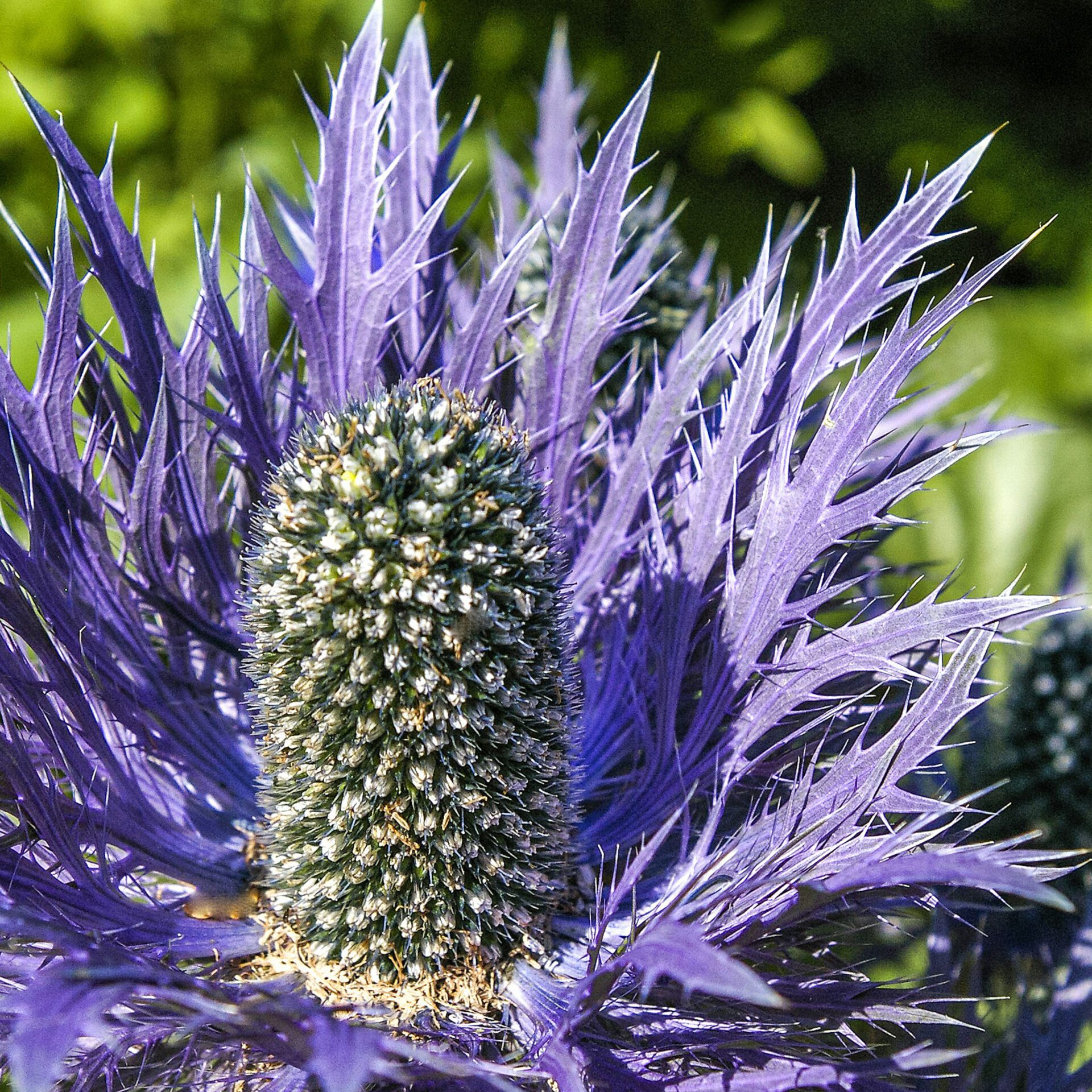 Sea Holly Collection